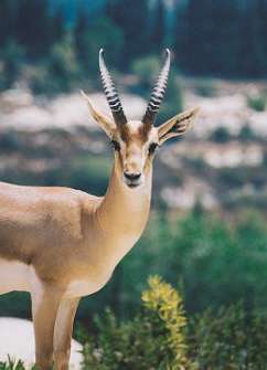 Gazelle