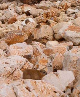 Rock-hyraxes